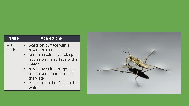 Name Water Strider Adaptations • walks on surface with a rowing motion • communicates