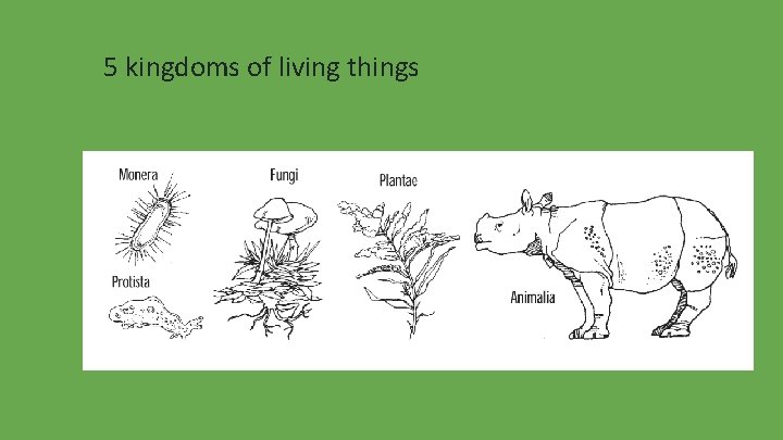 5 kingdoms of living things 