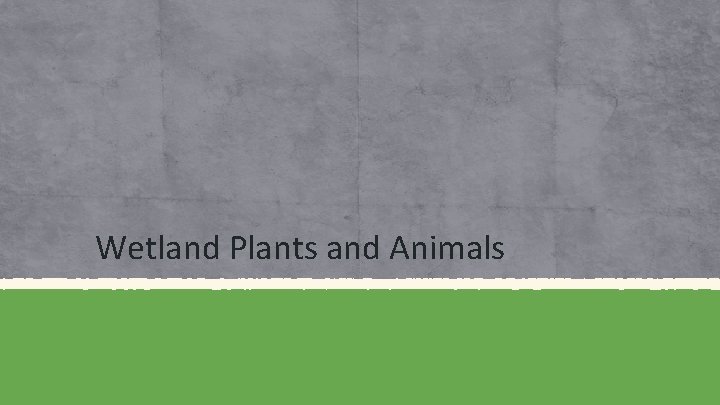 Wetland Plants and Animals 