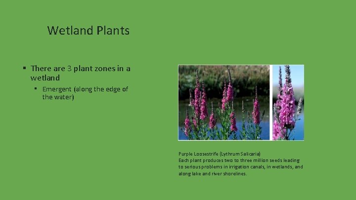 Wetland Plants ▪ There are 3 plant zones in a wetland ▪ Emergent (along
