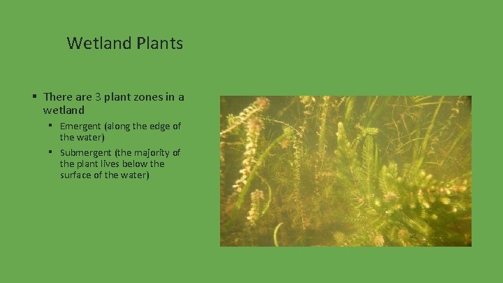 Wetland Plants ▪ There are 3 plant zones in a wetland ▪ Emergent (along