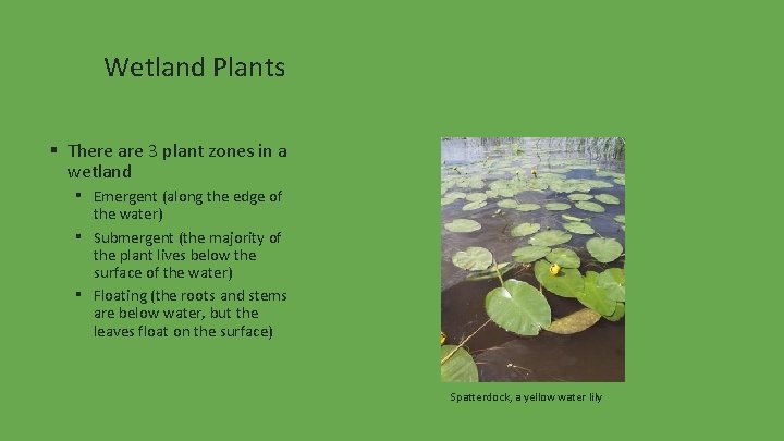 Wetland Plants ▪ There are 3 plant zones in a wetland ▪ Emergent (along