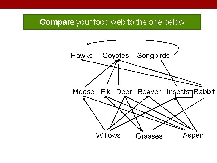 Compare your food web to the one below SECONDARY CONSUMERS Hawks PRIMARY CONSUMERS Moose