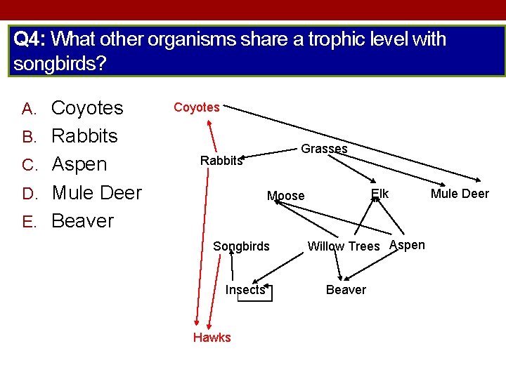 Q 4: What other organisms share a trophic level with songbirds? A. Coyotes B.