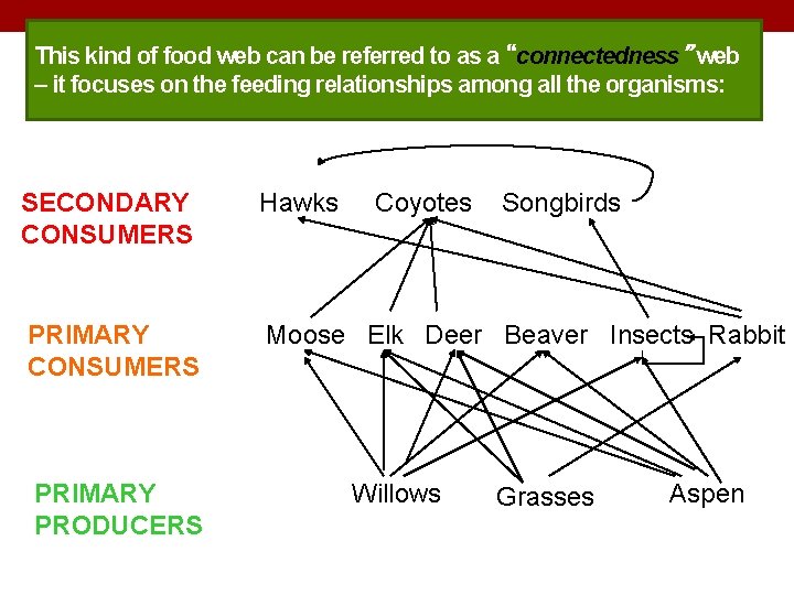 This kind of food web can be referred to as a “connectedness” web –