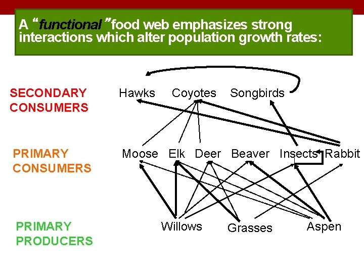 A “functional” food web emphasizes strong interactions which alter population growth rates: SECONDARY CONSUMERS