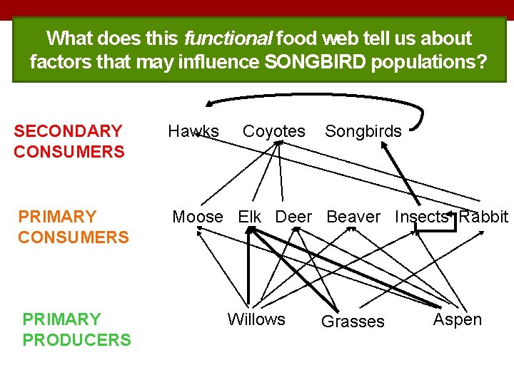 What does this functional food web tell us about factors that may influence SONGBIRD