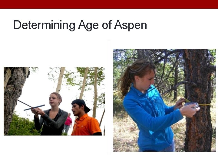 Determining Age of Aspen 