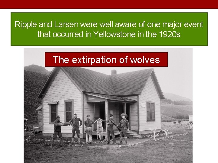 Ripple and Larsen were well aware of one major event that occurred in Yellowstone