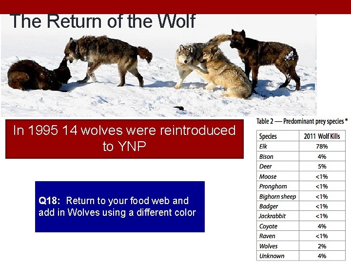 The Return of the Wolf In 1995 14 wolves were reintroduced to YNP Q
