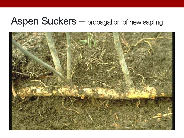 Aspen Suckers – propagation of new sapling 