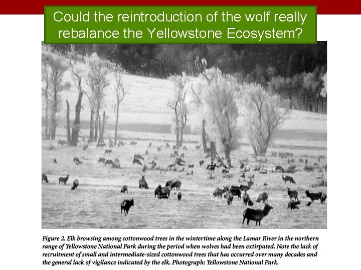 Could the reintroduction of the wolf really rebalance the Yellowstone Ecosystem? 