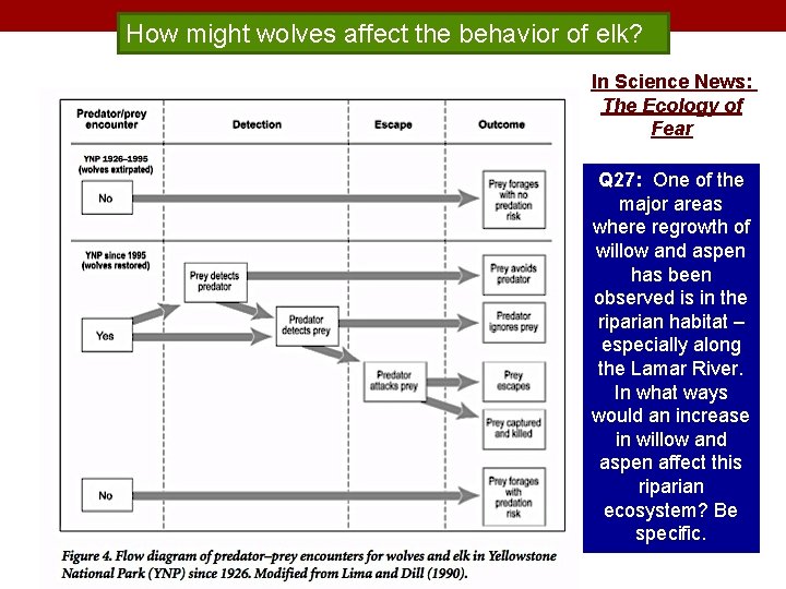 How might wolves affect the behavior of elk? In Science News: The Ecology of
