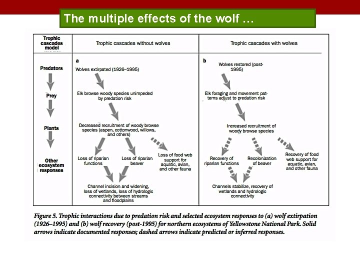 The multiple effects of the wolf … 