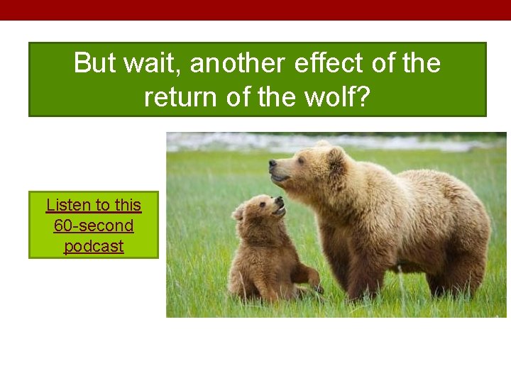 But wait, another effect of the return of the wolf? Listen to this 60
