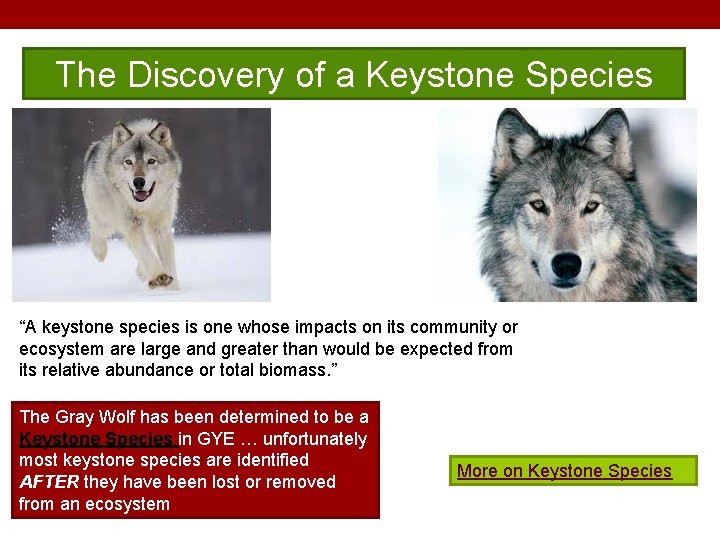 The Discovery of a Keystone Species “A keystone species is one whose impacts on