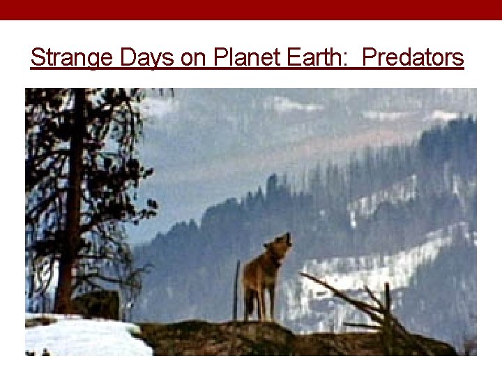 Strange Days on Planet Earth: Predators 