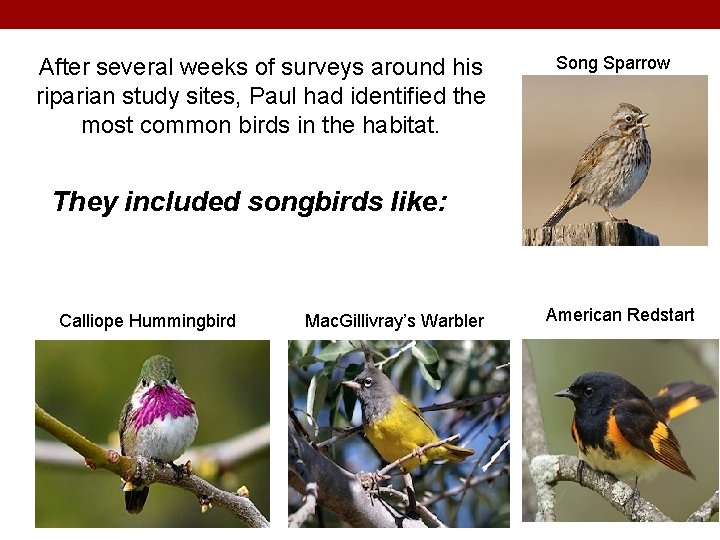 After several weeks of surveys around his riparian study sites, Paul had identified the
