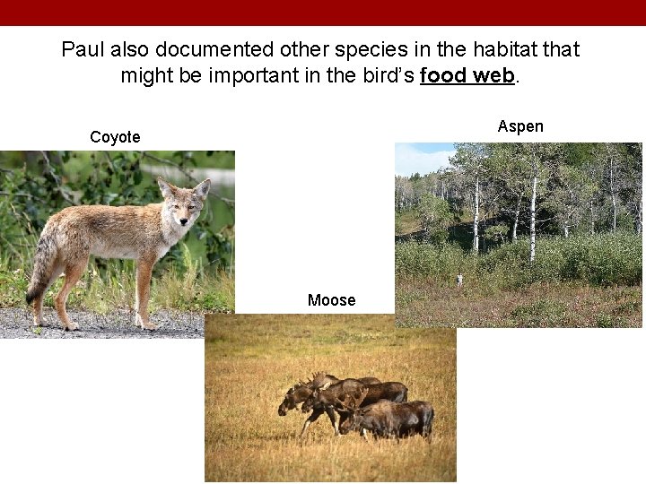 Paul also documented other species in the habitat that might be important in the