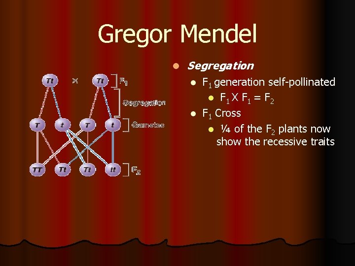 Gregor Mendel l Segregation F 1 generation self-pollinated l F 1 X F 1