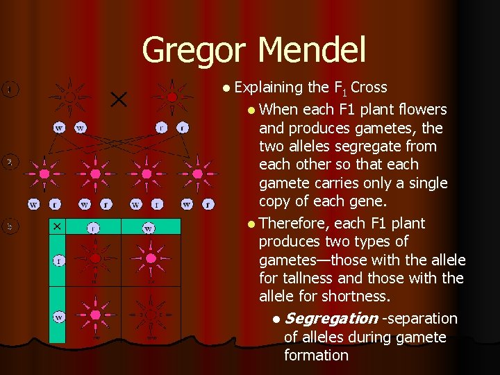 Gregor Mendel l Explaining the F 1 Cross l When each F 1 plant