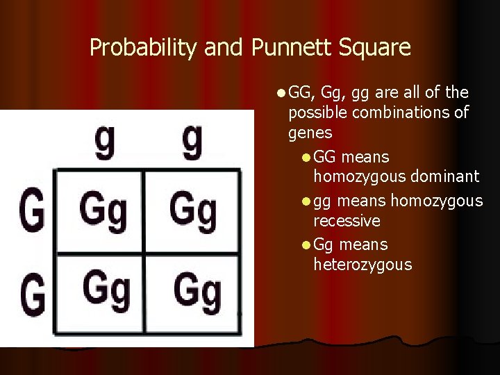 Probability and Punnett Square l GG, Gg, gg are all of the possible combinations