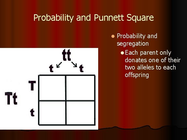 Probability and Punnett Square l Probability and segregation l Each parent only donates one