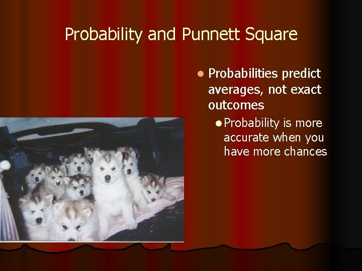 Probability and Punnett Square l Probabilities predict averages, not exact outcomes l Probability is