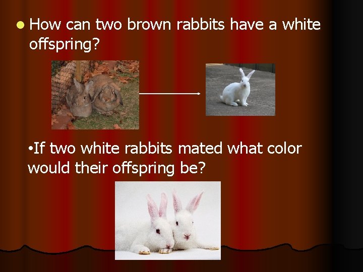 l How can two brown rabbits have a white offspring? • If two white