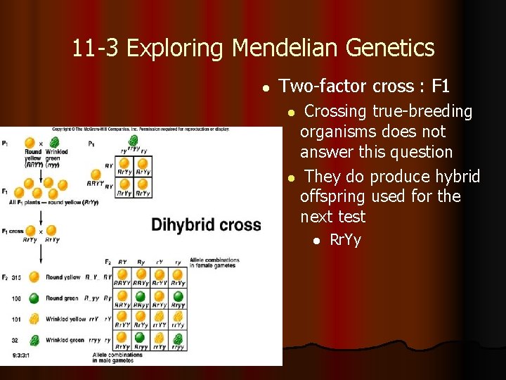 11 -3 Exploring Mendelian Genetics l Two-factor cross : F 1 Crossing true-breeding organisms
