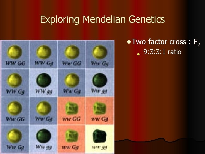 Exploring Mendelian Genetics l Two-factor l cross : F 2 9: 3: 3: 1