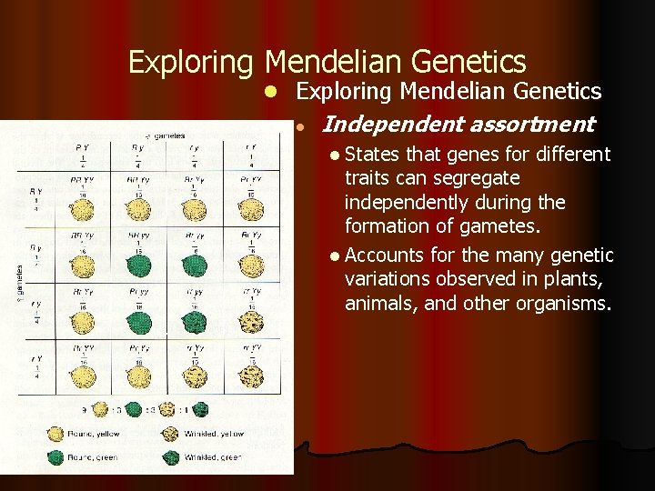 Exploring Mendelian Genetics l Independent assortment l States that genes for different traits can