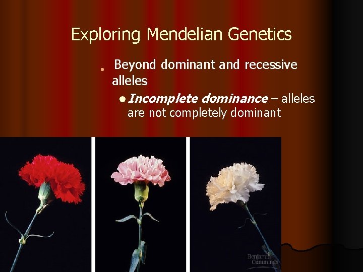Exploring Mendelian Genetics l Beyond dominant and recessive alleles l Incomplete dominance – alleles
