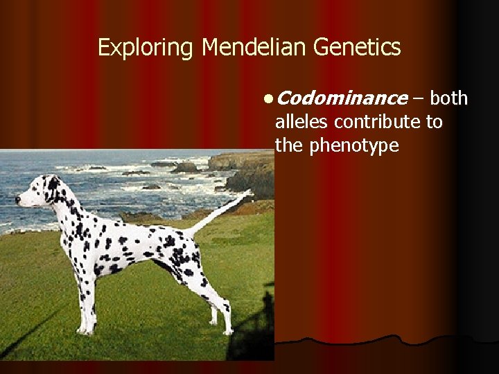 Exploring Mendelian Genetics l Codominance – both alleles contribute to the phenotype 