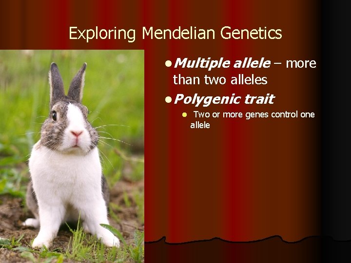 Exploring Mendelian Genetics l Multiple allele – more than two alleles l Polygenic l
