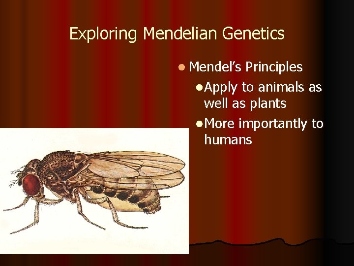 Exploring Mendelian Genetics l Mendel’s Principles l Apply to animals as well as plants