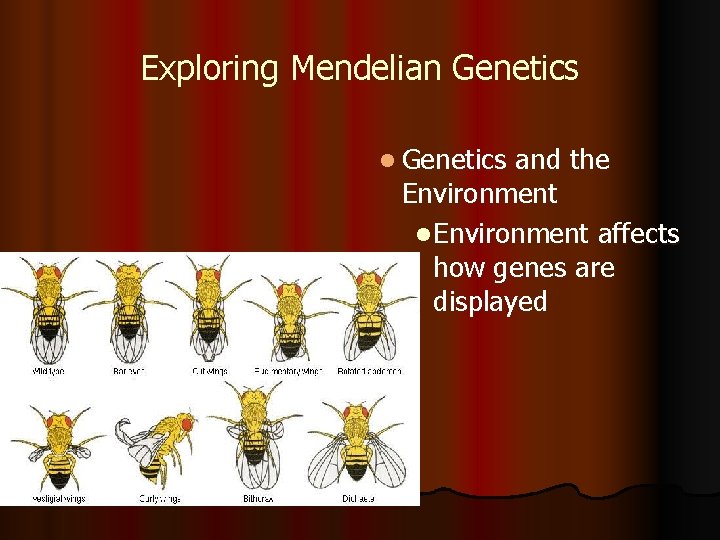 Exploring Mendelian Genetics l Genetics and the Environment l Environment affects how genes are