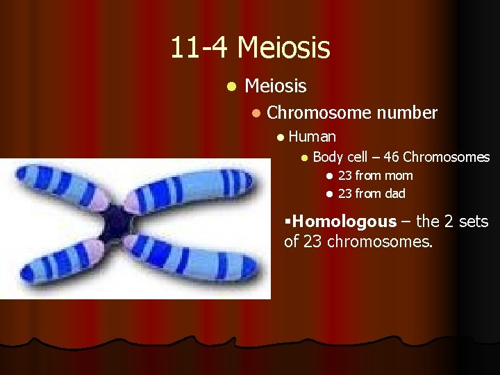11 -4 Meiosis l Chromosome l Human l number Body cell – 46 Chromosomes