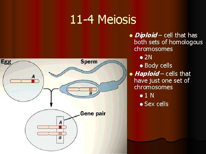 11 -4 Meiosis l Diploid – cell that has both sets of homologous chromosomes