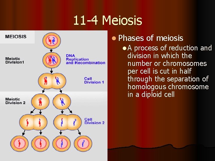 11 -4 Meiosis l Phases of meiosis l A process of reduction and division