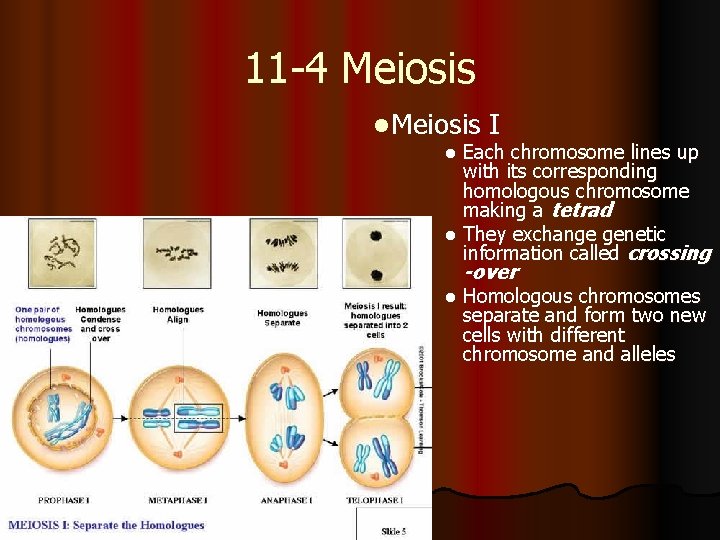 11 -4 Meiosis l Meiosis I Each chromosome lines up with its corresponding homologous