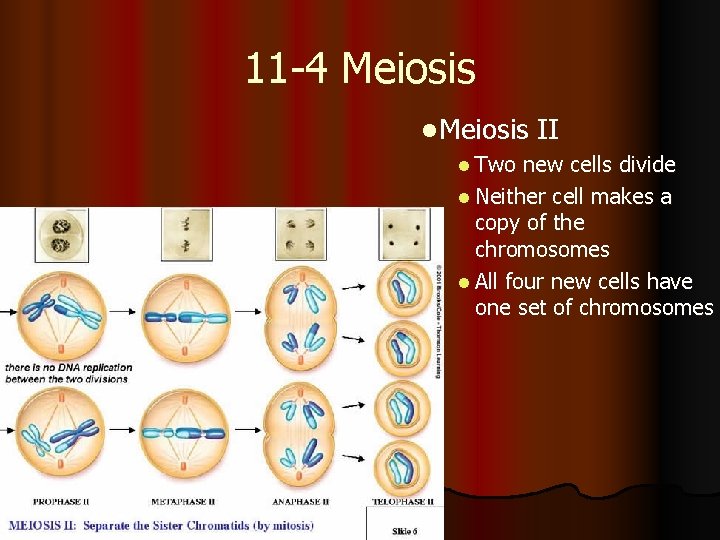 11 -4 Meiosis l Meiosis II l Two new cells divide l Neither cell