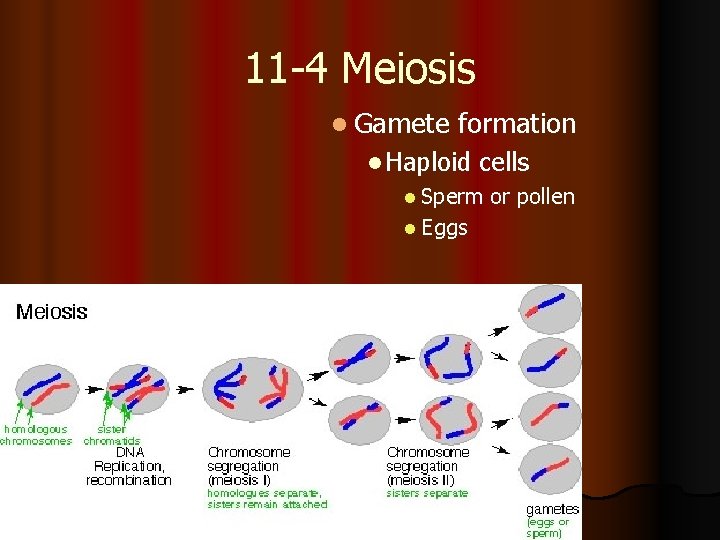 11 -4 Meiosis l Gamete formation l Haploid cells l Sperm or pollen l