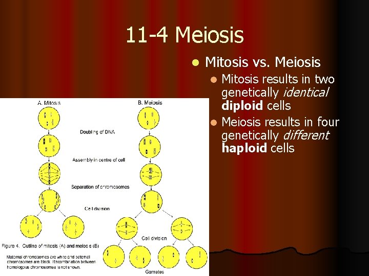 11 -4 Meiosis l Mitosis vs. Meiosis Mitosis results in two genetically identical diploid