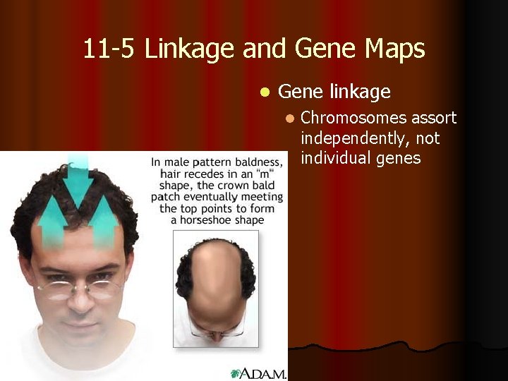 11 -5 Linkage and Gene Maps l Gene linkage l Chromosomes assort independently, not