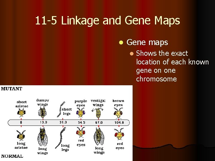 11 -5 Linkage and Gene Maps l Gene maps l Shows the exact location