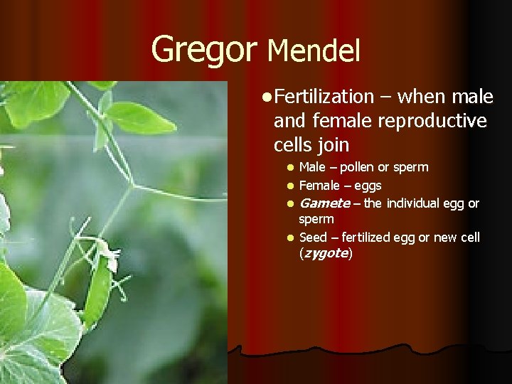 Gregor Mendel l Fertilization – when male and female reproductive cells join l l