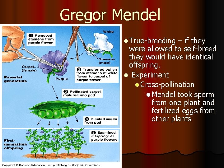 Gregor Mendel l True-breeding – if they were allowed to self-breed they would have