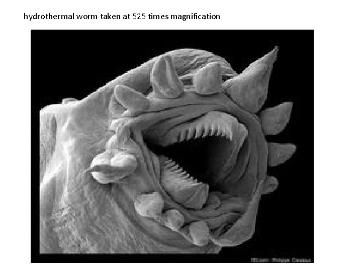 hydrothermal worm taken at 525 times magnification 
