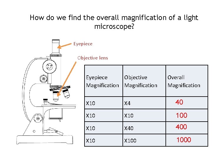 How do we find the overall magnification of a light microscope? Eyepiece Objective lens